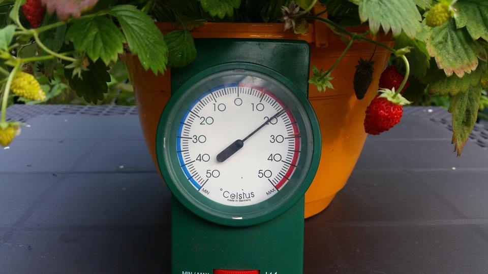 Kasvuhoone min-max termomeeter