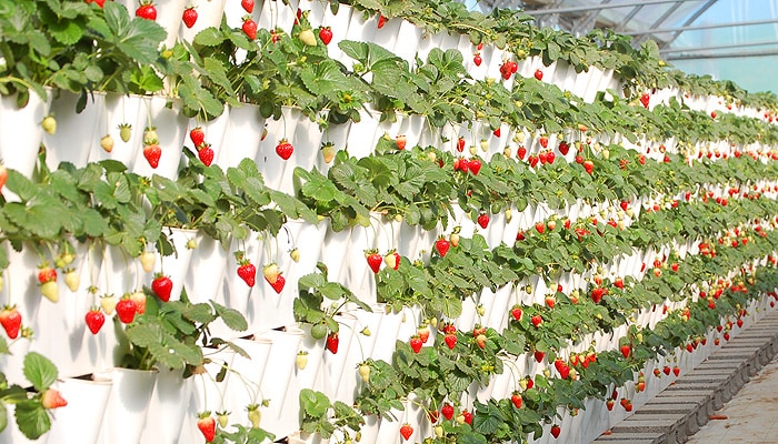 Kasvuhoone vertikaalsed maasikapeenrad