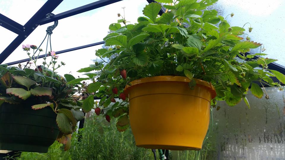 Kasvuhooned maasikatega