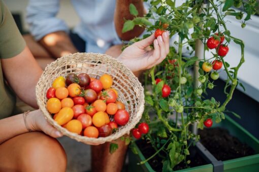 Kastmissüsteemiga taimepott tomatitele