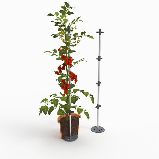 Tomatikasvatus taimepotis sidumistoega